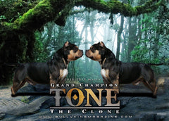 ISSUE NO. 15: GRAND CHAMPION TONE