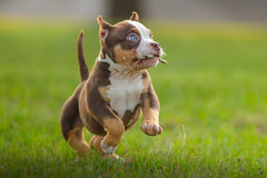 Gorgeous Lilac, Chocolate, Blue & Black Tri Color Pocket Bully Puppies Available Now (2026)