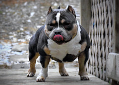 American Bully Stud Service, Deciding on a Stud, Progesterone Testing, AI’s, Best Breeding Days to Preparing For A Litter