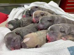 AMERICAN BULLY BREEDING: PREGNANCY BY THE WEEK