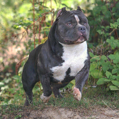 American Bully Breeding | Why Do Most Kennels Fail?