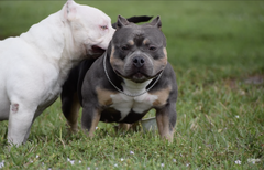UNDERSTANDING PROGESTERONE TEST RESULTS & DETERMINING OPTIMAL BREEDING DAYS IN THE AMERICAN BULLY BREED