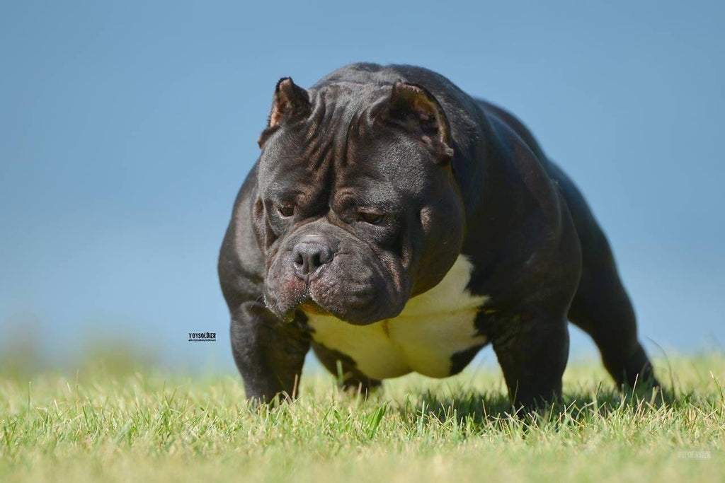 What are the Best Food & Supplements to Add Muscle to my Pit Bull or American Bully?-BULLY KING Magazine