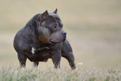 Becoming An American Bully Breeder | Read This First