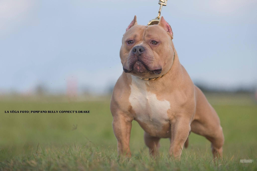 Everything You Need To Know About The Fastest Growing Dog Breed: The American Bully-BULLY KING Magazine
