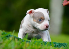 Pocket & Micro Bully Puppies for Sale June 2026