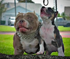American Bully Care Guide 2026: Feeding, Vaccines & Puppy Care