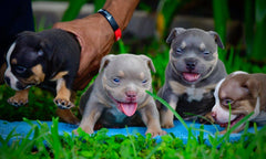 How to Choose a Pocket Bully Breeder: Verification Guide