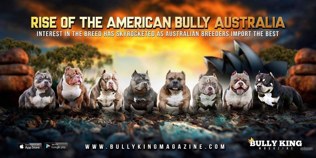 Rise Of The American Bully Australia-BULLY KING Magazine