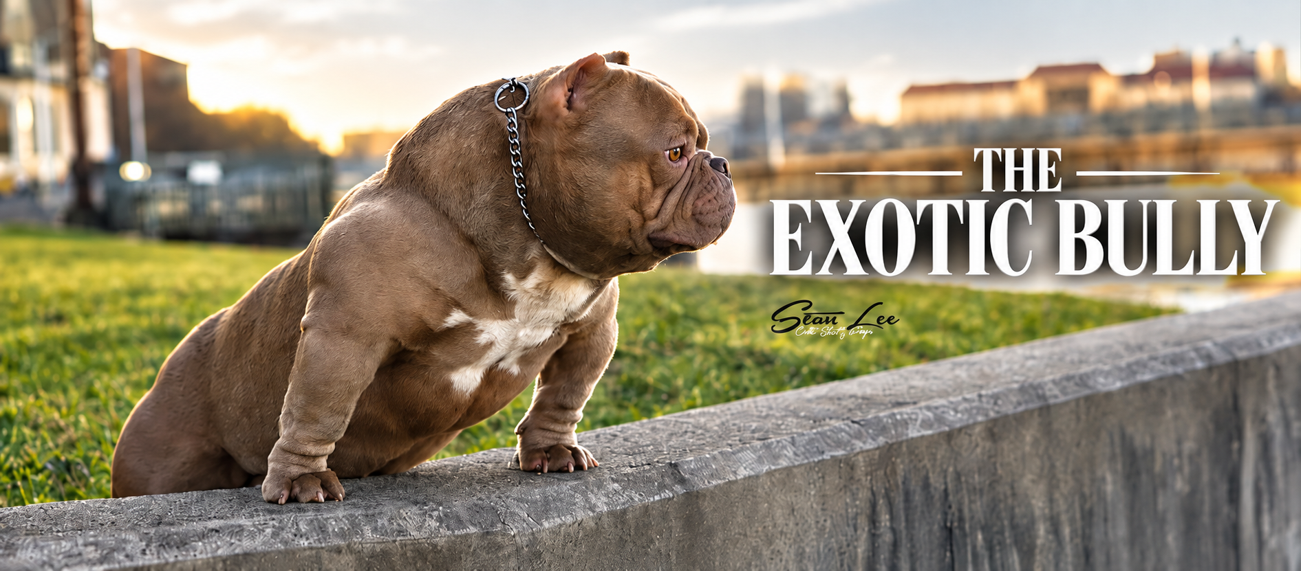 The Exotic Bully feature image showing a compact bully-type dog with BULLY KING Magazine title treatment