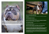 ADVERTISING | GET FEATURED IN THE NEXT ISSUE-BULLY KING Magazine