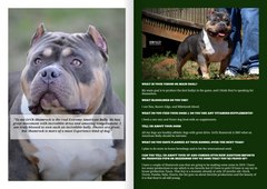 ADVERTISING | GET FEATURED IN THE NEXT ISSUE-BULLY KING Magazine
